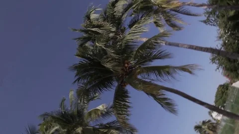Palm trees Stock Footage 84833612