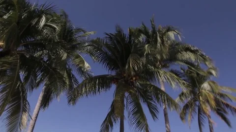 Palm trees Stock Footage 84863691