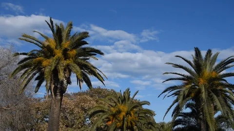 Palm trees Stock Footage 86639840