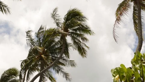 Palm trees Stock Footage 104782366