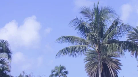 Palm trees Stock Footage 104783141