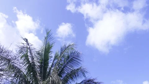 Palm trees Stock Footage 104783188