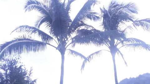 Palm trees Stock Footage 104783443