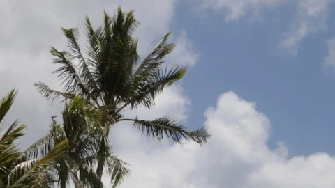Palm trees Stock Footage 104784561