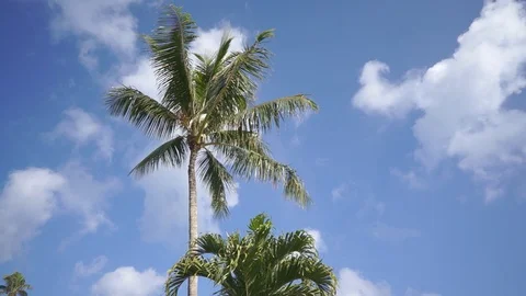 Palm trees Stock Footage 104785407
