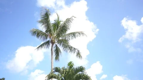 Palm trees Stock Footage 104785531