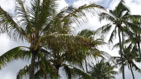 Palm Trees Stock Footage 104794824