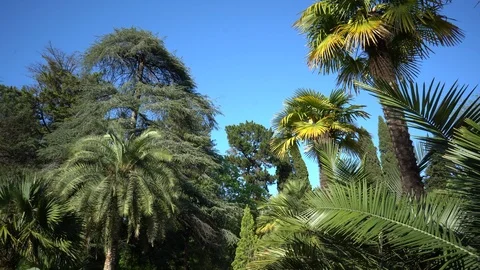 Palm trees Stock Footage 108543980