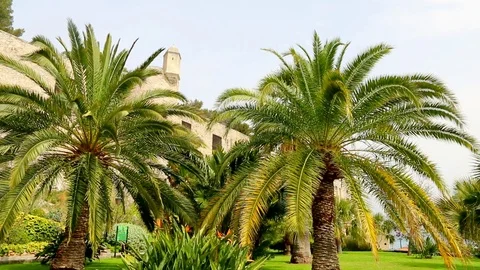 Palm trees Stock Footage 108910964