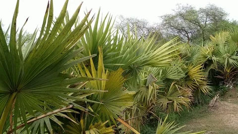 Palm Trees Stock Footage 111777042