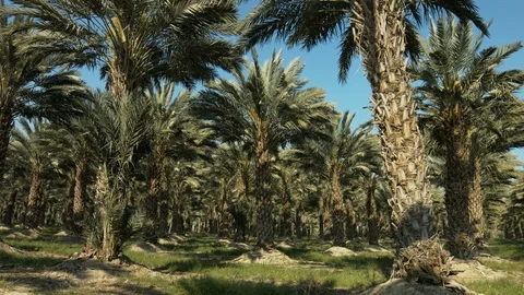 Palm trees Stock Footage 113110630