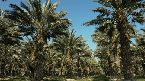 Palm trees Stock Footage 113114183