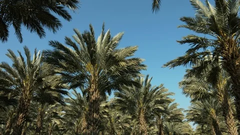 Palm trees Stock Footage 113115537