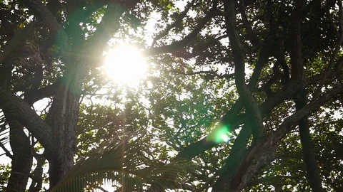 Palm trees Stock Footage 115377769