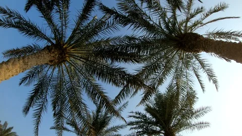Palm trees Stock Footage 119204420