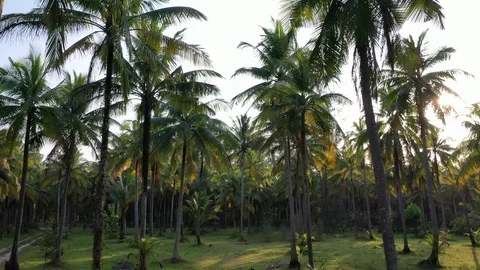 Palm trees Video stock 122924328