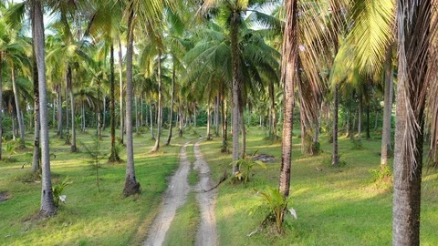 Palm trees Stockbeeldmateriaal 122924440
