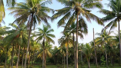 Palm trees Video stock 122993471