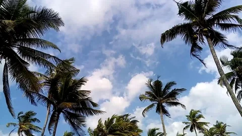 Palm trees 스톡 동영상 123234112