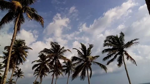 Palm trees 스톡 동영상 123234260