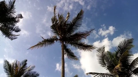 Palm trees 스톡 동영상 123234870