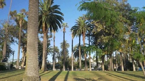 Palm Trees Stock Footage 123558362