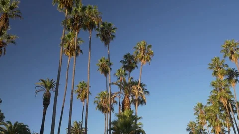 Palm Trees Stock Footage 123947447