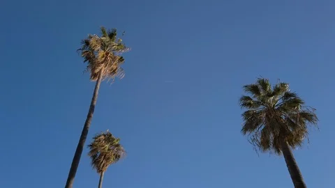 Palm Trees Stock Footage 124861809