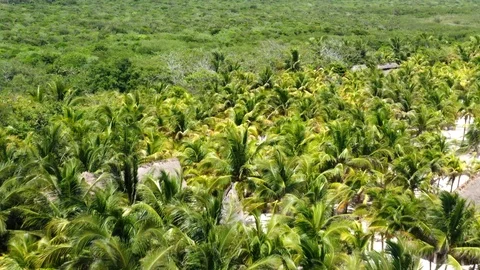 Palm Trees Stock Footage 126827698