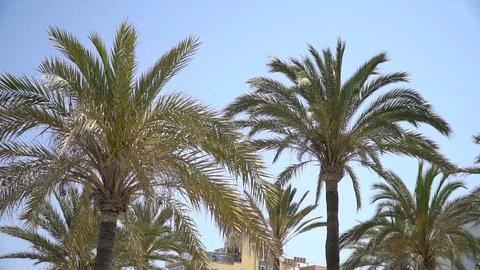 Palm trees Stock Footage 128349703