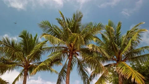 Palm trees Stock Footage 130418962