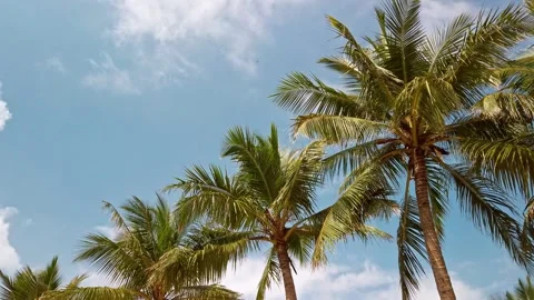 Palm trees Stock Footage 130419149