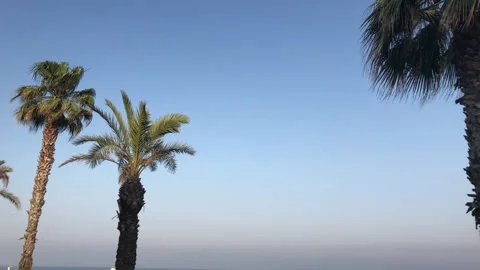 PALM TREES Stock Footage 135030607