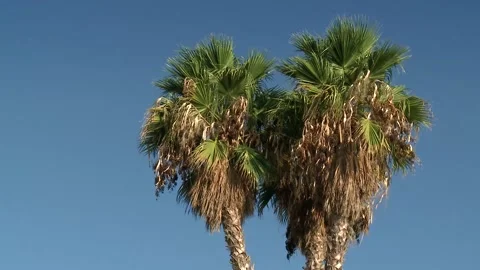 Palm trees Stock-Footage 148652065