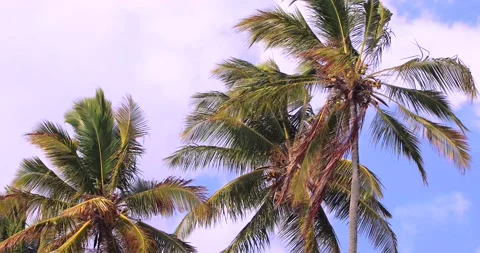 Palm trees. Stock Footage 148742631