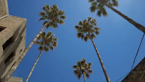 Palm trees 動画素材 154594389