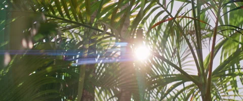 Palm Trees  Stock Footage 159010602