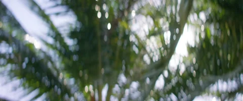 Palm Trees  Stock Footage 159011418