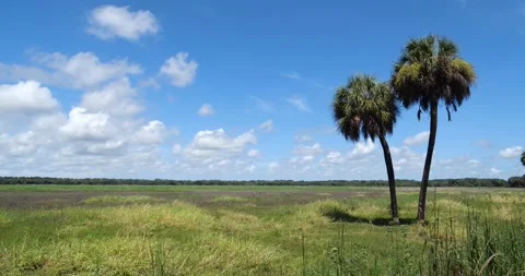 Palm Trees Stock Footage 161038088