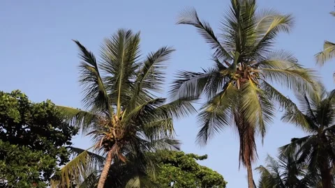 Palm trees Video stock 166810528