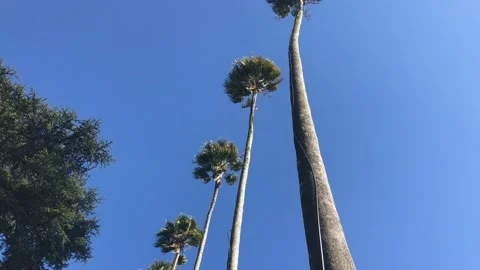 Palm trees Video stock 169408125