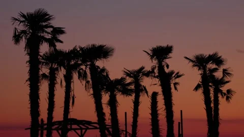 Palm trees Stock Footage 180672695