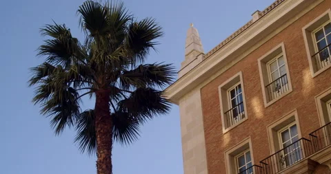 Palm trees Video stock 192263481