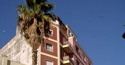 Palm trees Video stock 192264784