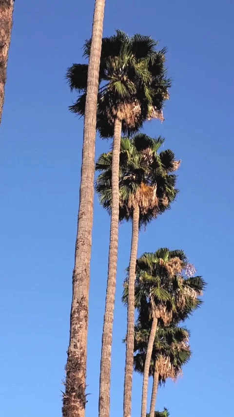 Palm trees Stock Footage 201831315