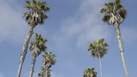 Palm Trees Stock-Footage 209160848
