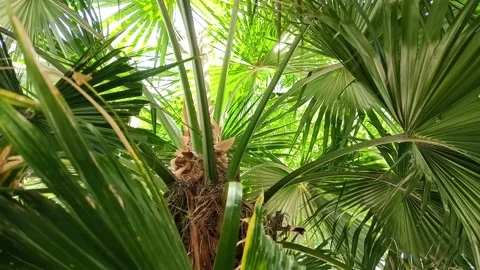 Palm trees Stock Footage 212096380