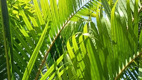 Palm trees Stock Footage 212096451