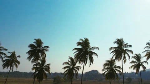Palm Trees 库存影片 236336884