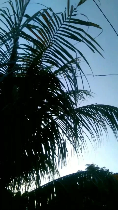 Palm trees Stock Footage 238671051